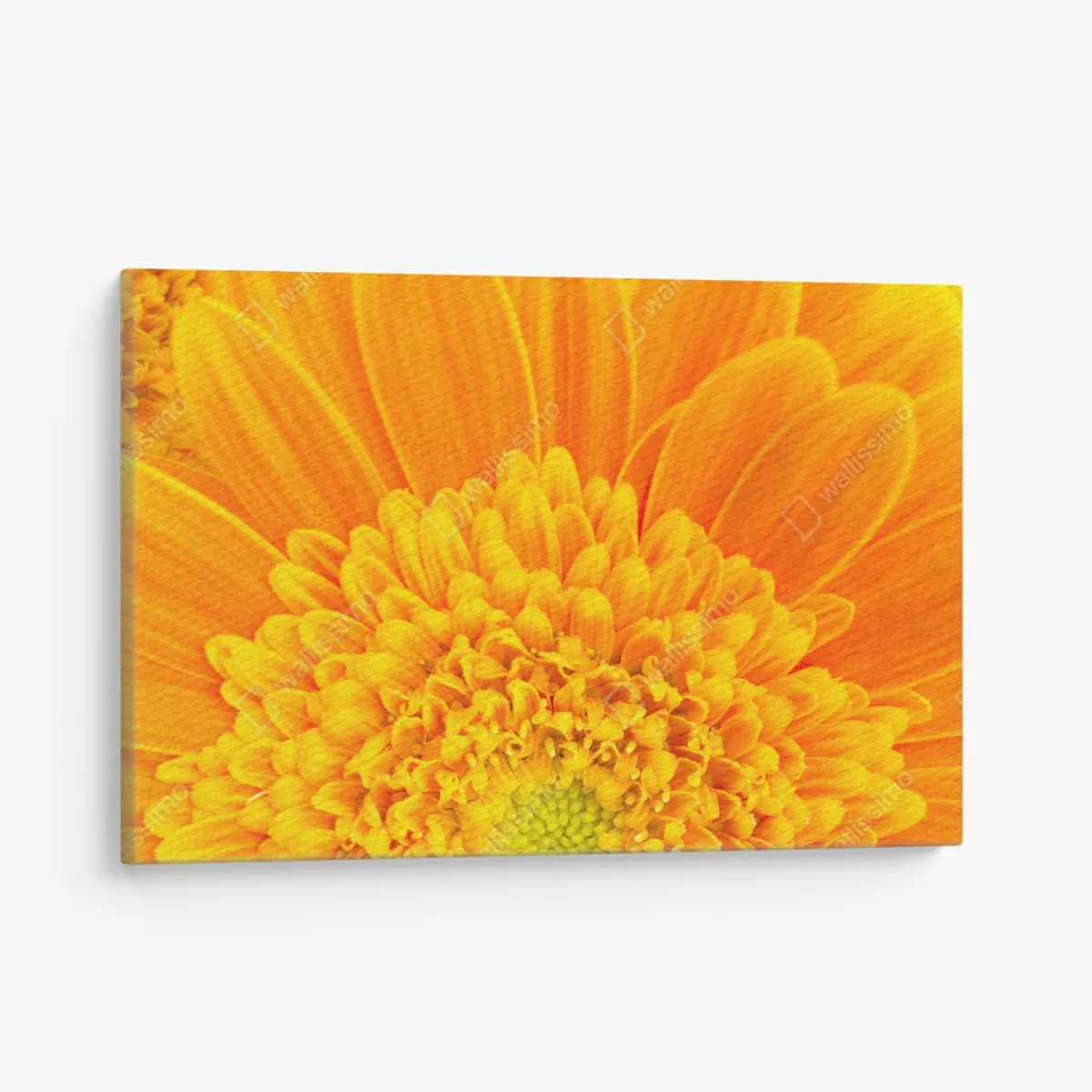 Leinwandbild intensive orange gerbera nahaufnahme – Wallnifity® Leinwandbild intensive orange gerbera nahaufnahme – Wallnifity®