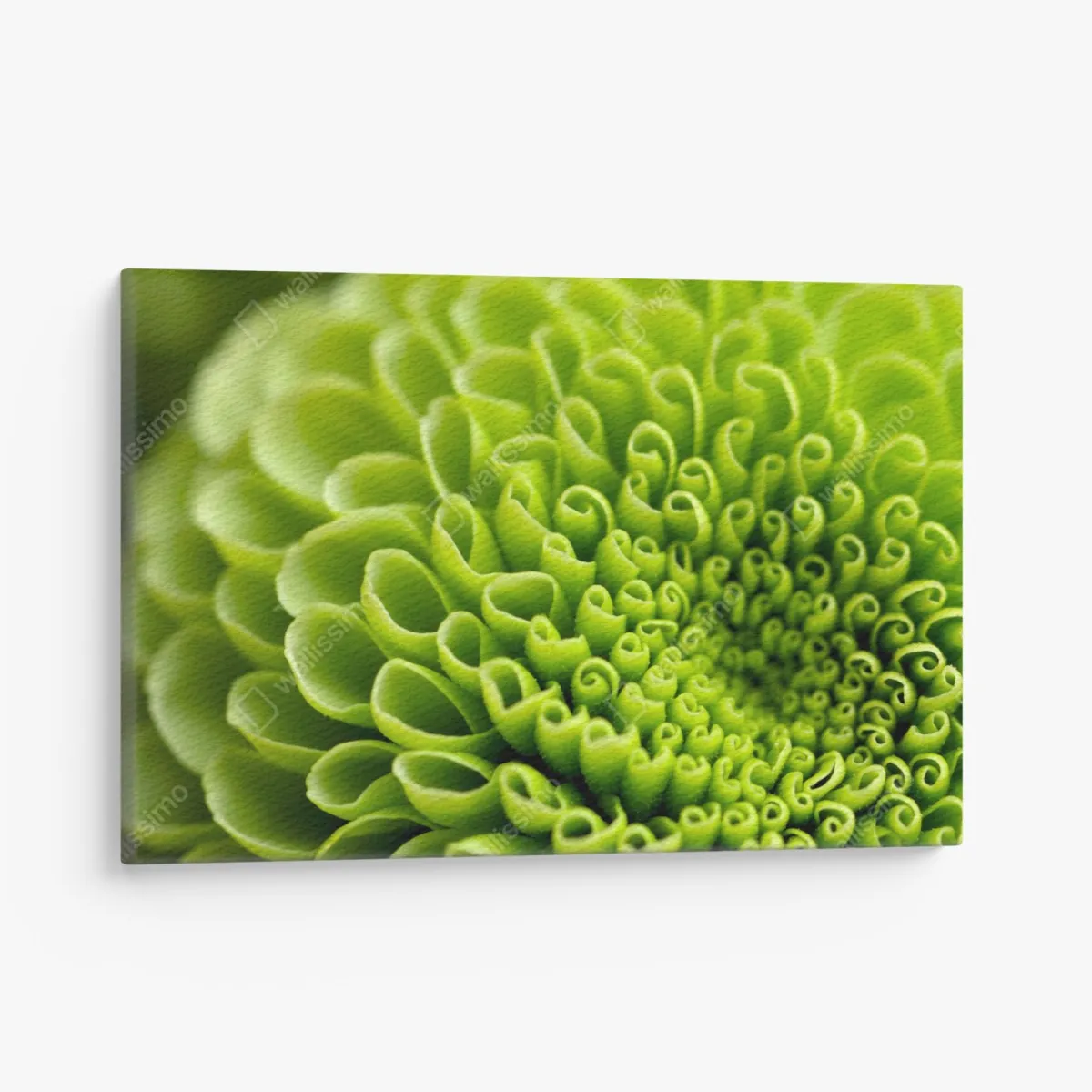 Leinwandbild leuchtende grüne blumenspirale im makro – Wallnifity® Leinwandbild leuchtende grüne blumenspirale im makro – Wallnifity®