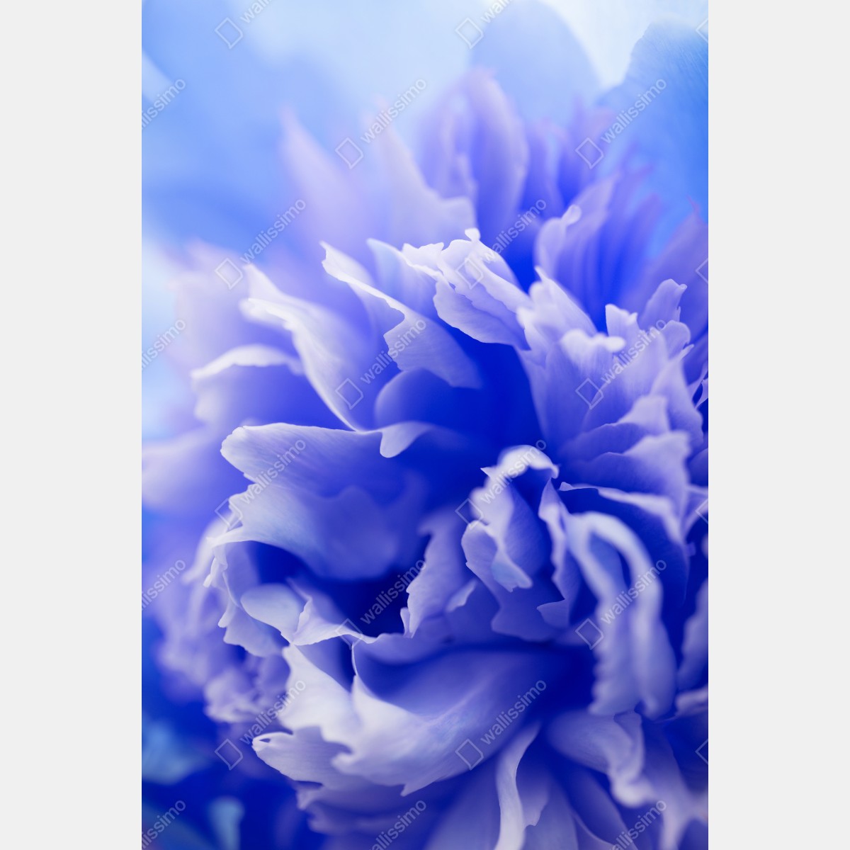 Leinwandbild sanfte blaue abstrakte blume nahaufnahme – Wallnifity® Leinwandbild sanfte blaue abstrakte blume nahaufnahme – Wallnifity®