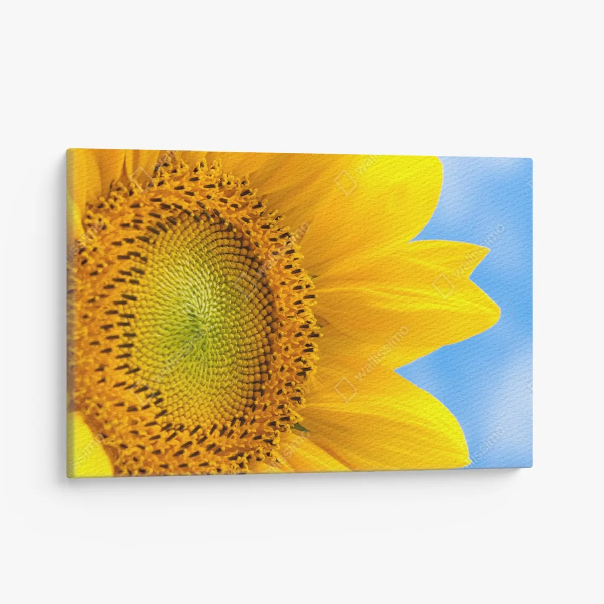 Leinwandbild leuchtende sonnenblume vor blauem himmel – Wallnifity® Leinwandbild leuchtende sonnenblume vor blauem himmel – Wallnifity®