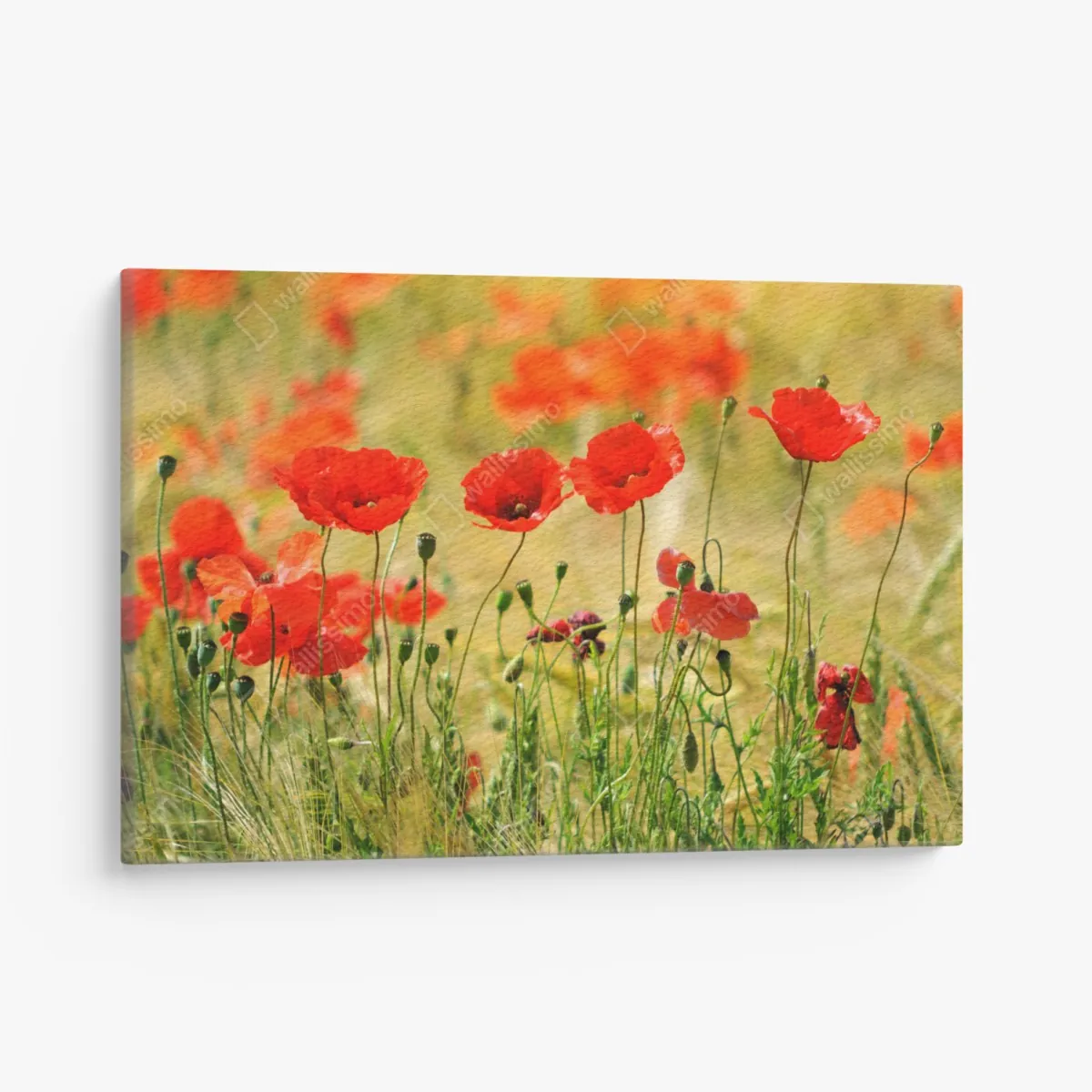 Leinwandbild rote mohnwiese im sonnenlicht – Wallnifity® Leinwandbild rote mohnwiese im sonnenlicht – Wallnifity®