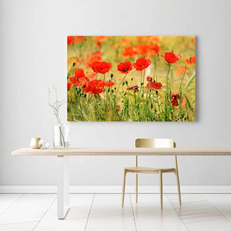 Leinwandbild rote mohnwiese im sonnenlicht – Wallnifity® Leinwandbild rote mohnwiese im sonnenlicht – Wallnifity®