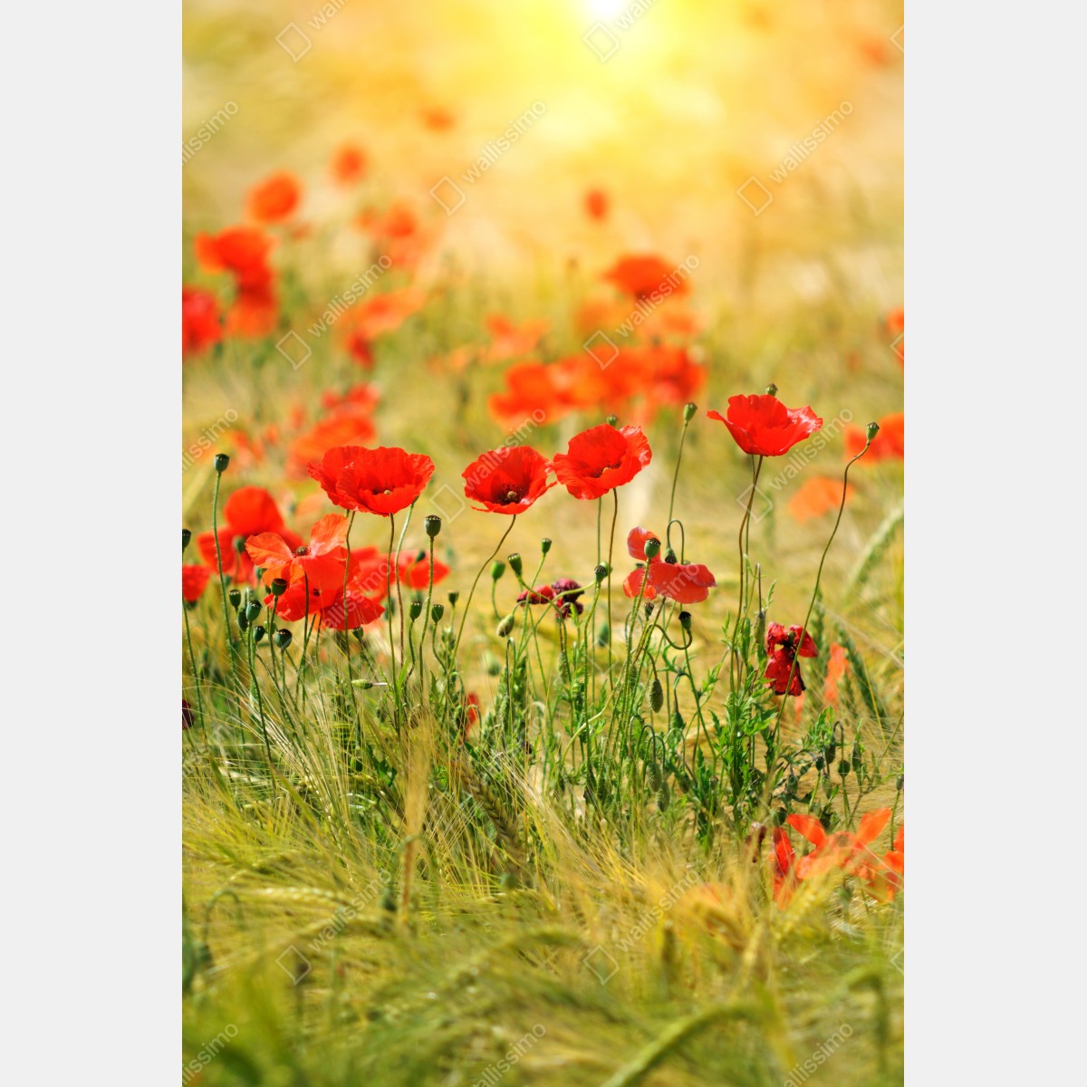 Leinwandbild rote mohnwiese im sonnenlicht – Wallnifity® Leinwandbild rote mohnwiese im sonnenlicht – Wallnifity®