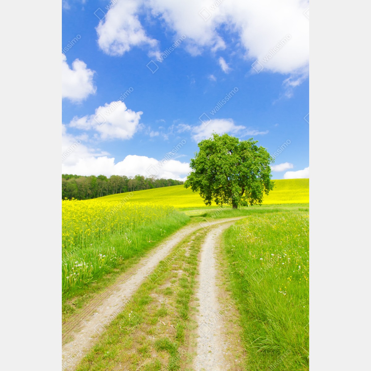 Leinwandbild sonniger feldweg mit einsamem baum – Wallnifity® Leinwandbild sonniger feldweg mit einsamem baum – Wallnifity®