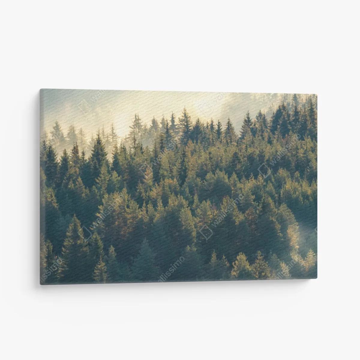 Leinwandbild nebliger kiefernwald im morgenlicht – Wallnifity® Leinwandbild nebliger kiefernwald im morgenlicht – Wallnifity®