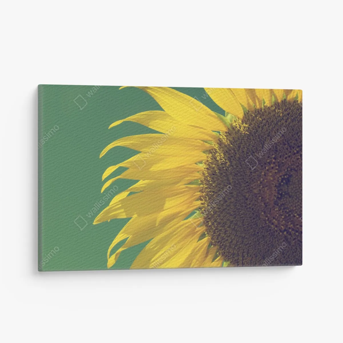 Leinwandbild strahlende sonnenblume vor vintage-himmel – Wallnifity® Leinwandbild strahlende sonnenblume vor vintage-himmel – Wallnifity®