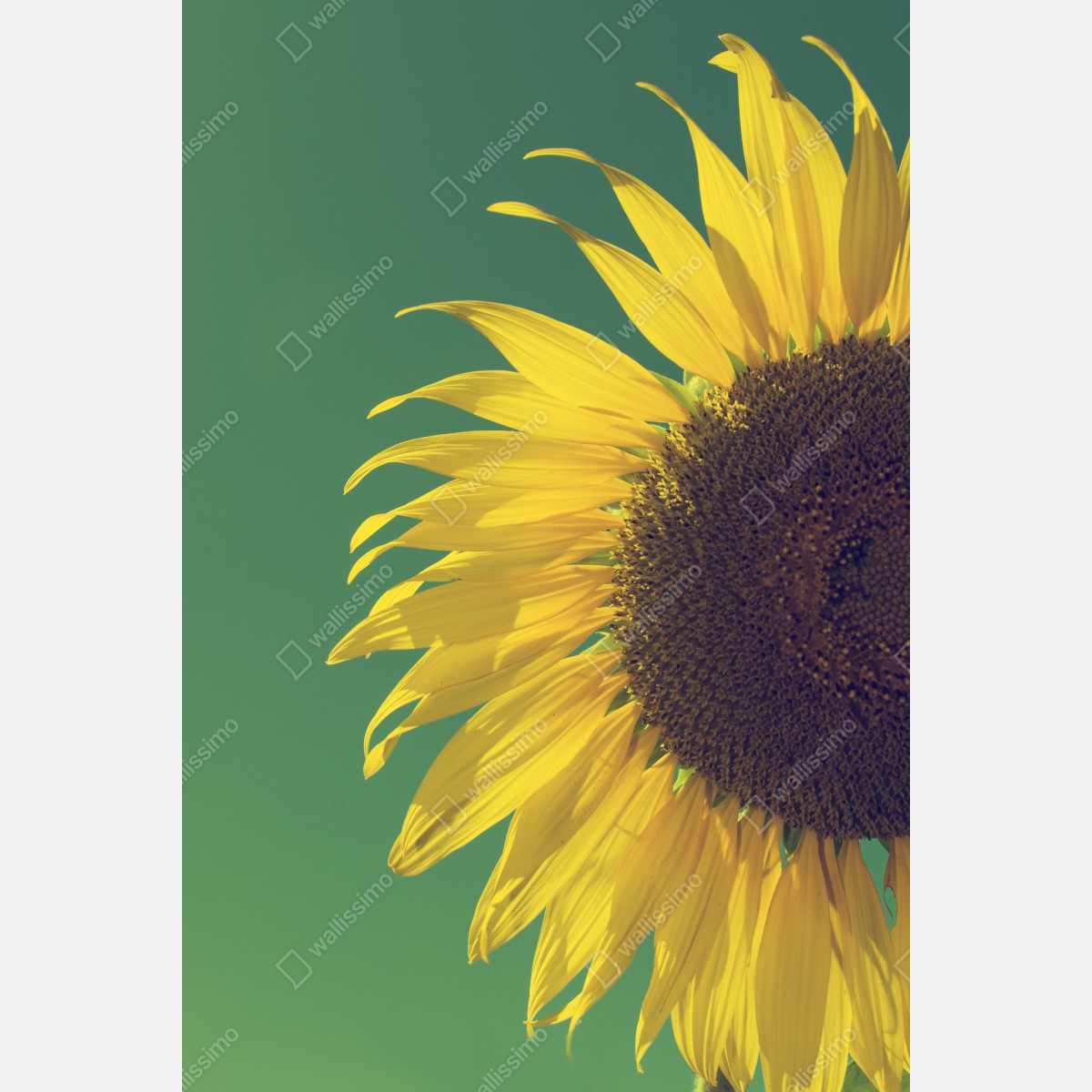 Leinwandbild strahlende sonnenblume vor vintage-himmel – Wallnifity® Leinwandbild strahlende sonnenblume vor vintage-himmel – Wallnifity®