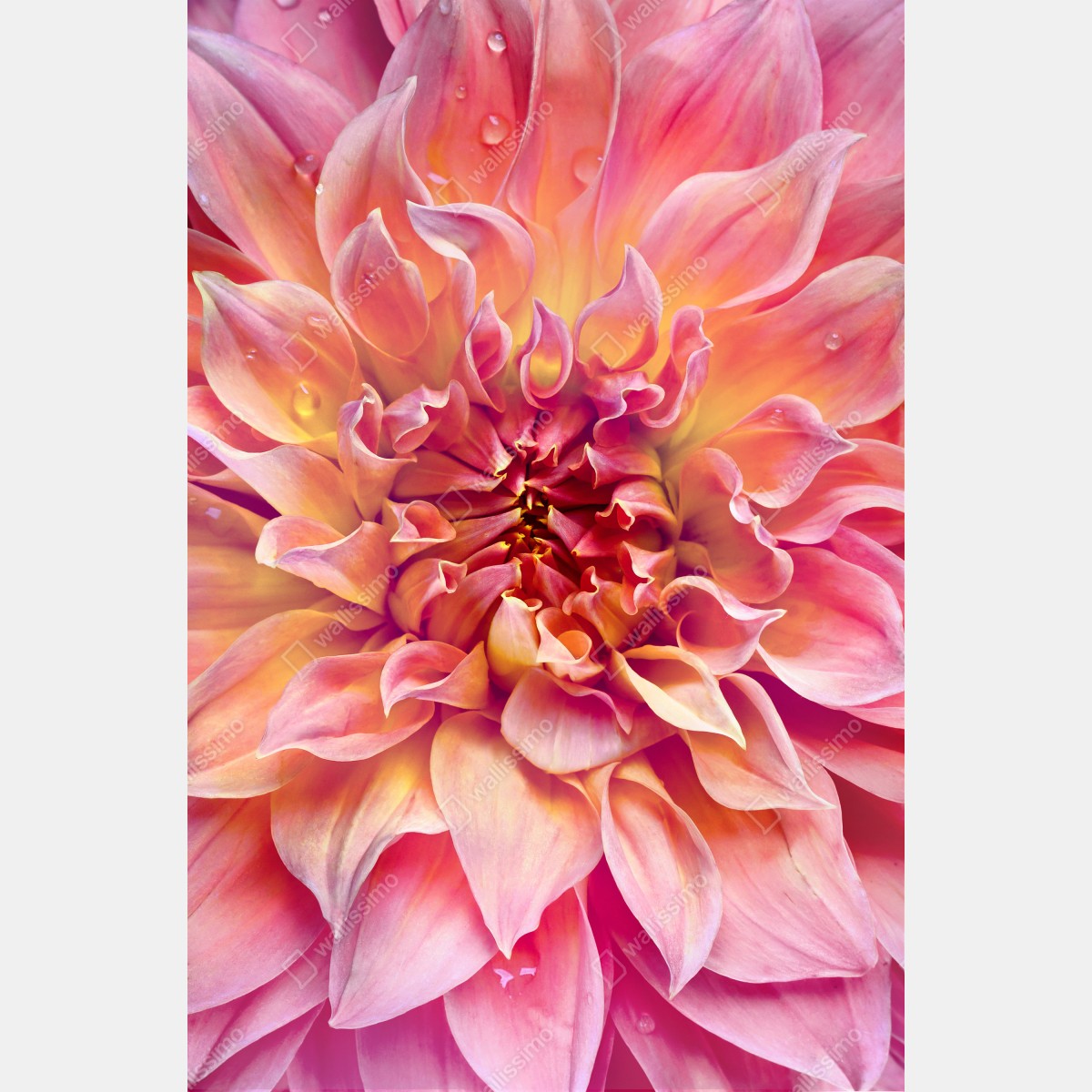 Leinwandbild rosa dahlie nahaufnahme – Wallnifity® Leinwandbild rosa dahlie nahaufnahme – Wallnifity®