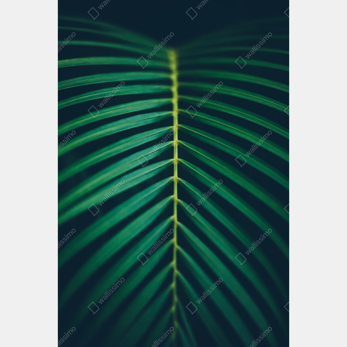 Leinwandbild vertikales palmenblatt nahaufnahme – Wallnifity® Leinwandbild vertikales palmenblatt nahaufnahme – Wallnifity®