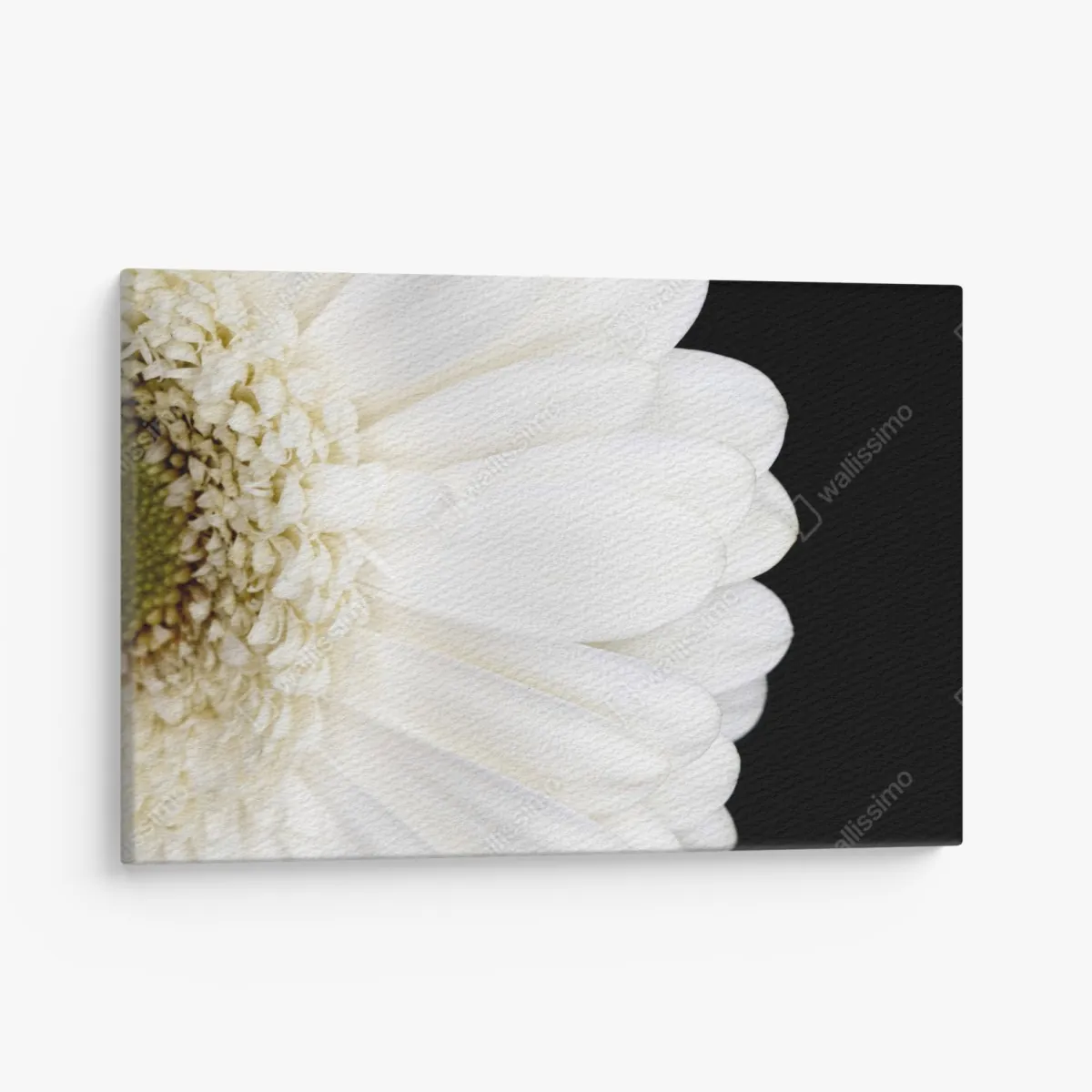 Leinwandbild weiße gerbera auf schwarzem hintergrund minimalistische nahaufnahme – Wallnifity® Leinwandbild weiße gerbera auf schwarzem hintergrund minimalistische nahaufnahme – Wallnifity®