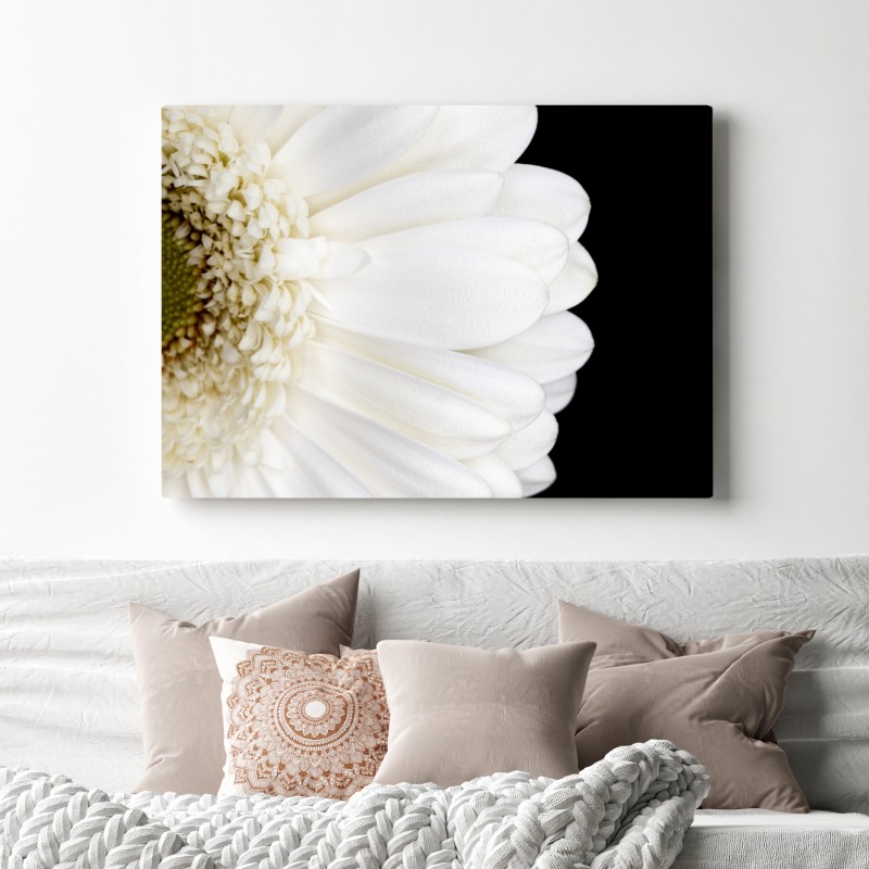 Leinwandbild weiße gerbera auf schwarzem hintergrund minimalistische nahaufnahme – Wallnifity® Leinwandbild weiße gerbera auf schwarzem hintergrund minimalistische nahaufnahme – Wallnifity®