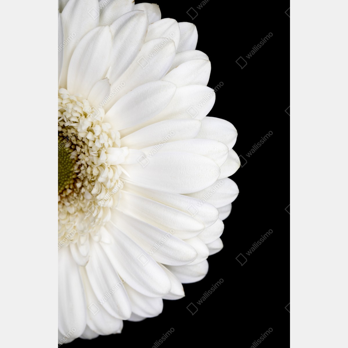 Leinwandbild weiße gerbera auf schwarzem hintergrund minimalistische nahaufnahme – Wallnifity® Leinwandbild weiße gerbera auf schwarzem hintergrund minimalistische nahaufnahme – Wallnifity®