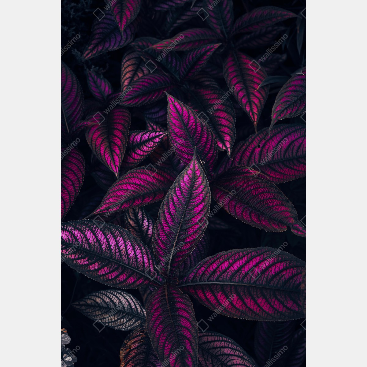 Leinwandbild leuchtendes violettes blättermotiv – Wallnifity® Leinwandbild leuchtendes violettes blättermotiv – Wallnifity®