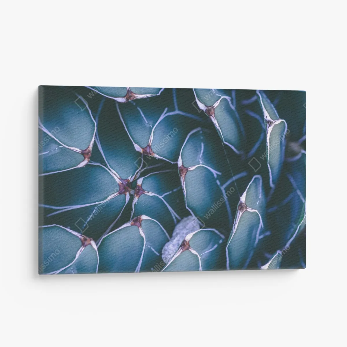 Leinwandbild geometrische makroaufnahme türkiser sukkulente – Wallnifity® Leinwandbild geometrische makroaufnahme türkiser sukkulente – Wallnifity®