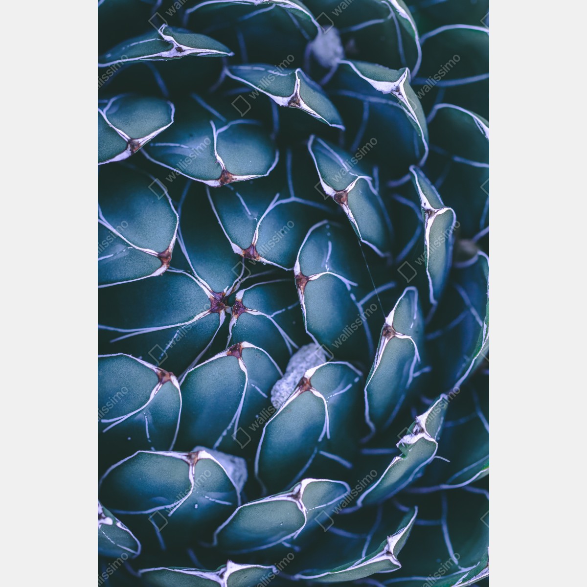 Leinwandbild geometrische makroaufnahme türkiser sukkulente – Wallnifity® Leinwandbild geometrische makroaufnahme türkiser sukkulente – Wallnifity®