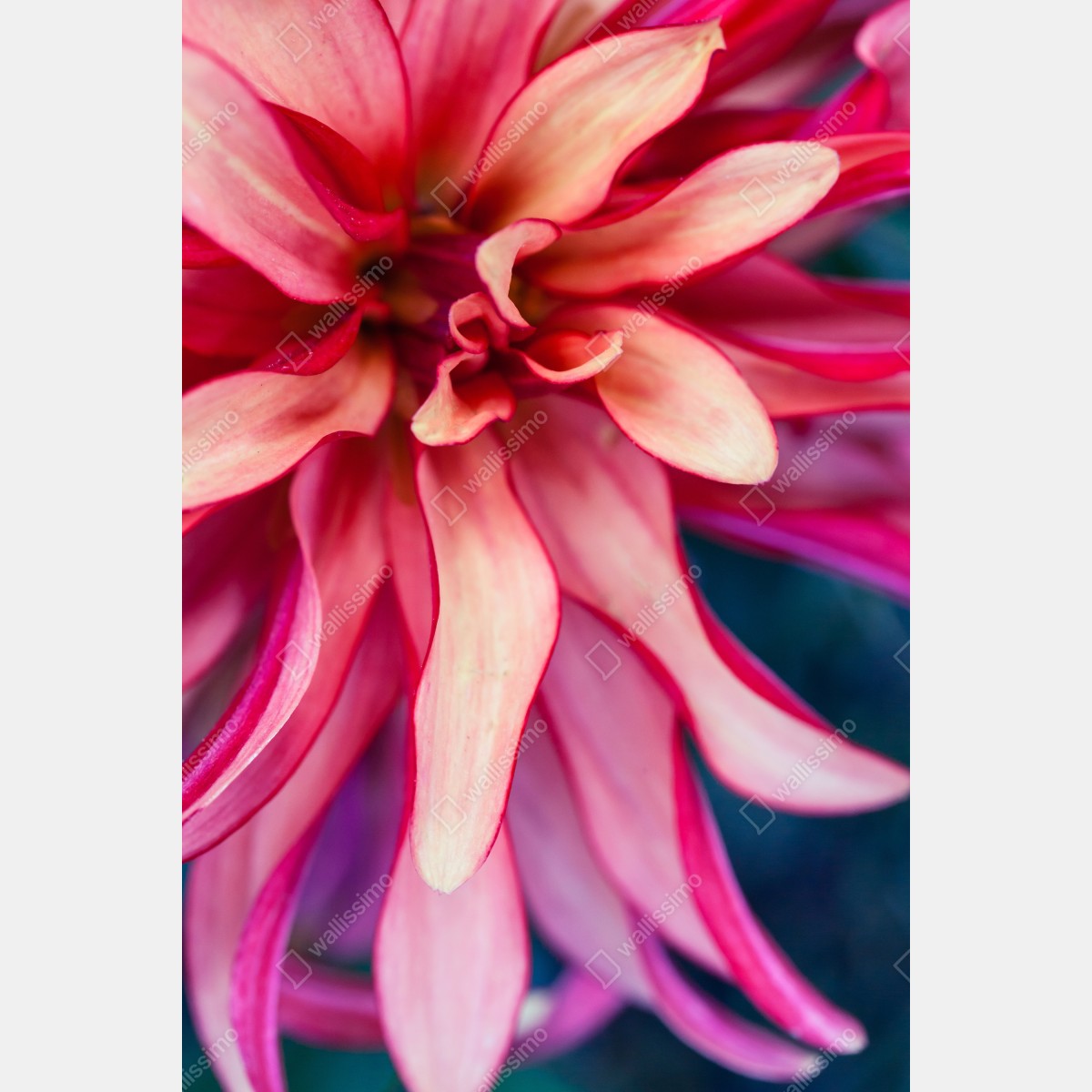 Leinwandbild vibrantes rosa blütenmakro – Wallnifity® Leinwandbild vibrantes rosa blütenmakro – Wallnifity®