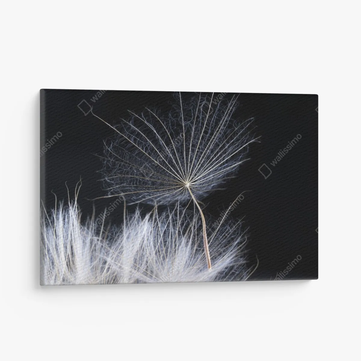 Leinwandbild zarter löwenzahnsamen auf schwarzem hintergrund – Wallnifity® Leinwandbild zarter löwenzahnsamen auf schwarzem hintergrund – Wallnifity®