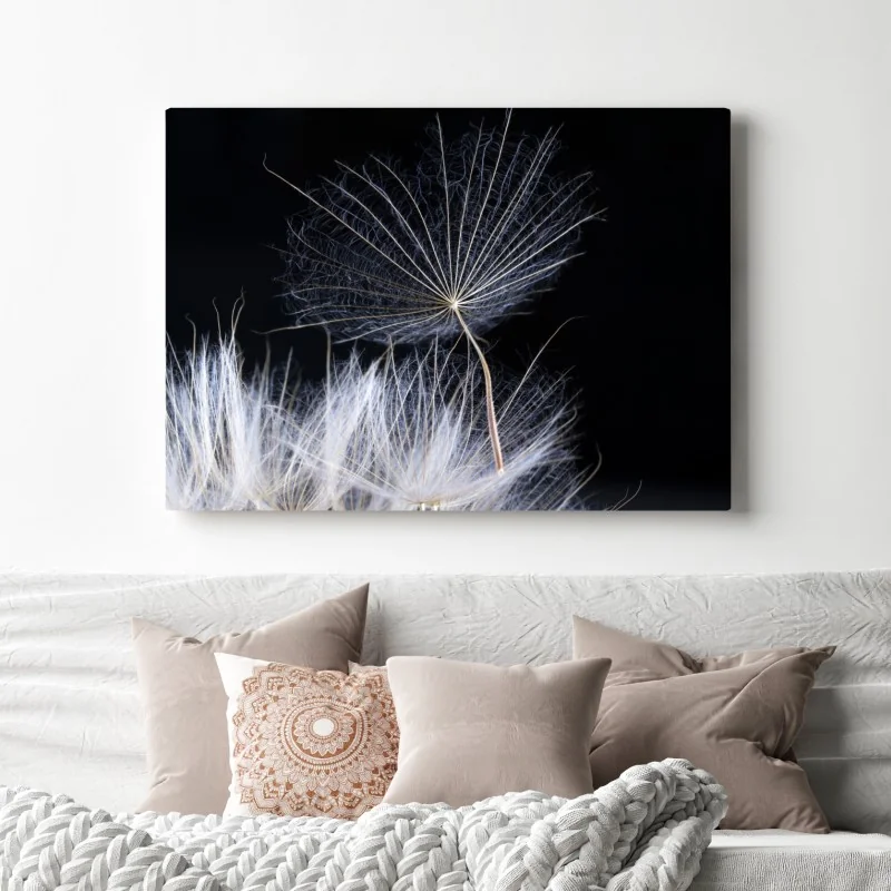 Leinwandbild zarter löwenzahnsamen auf schwarzem hintergrund – Wallnifity® Leinwandbild zarter löwenzahnsamen auf schwarzem hintergrund – Wallnifity®