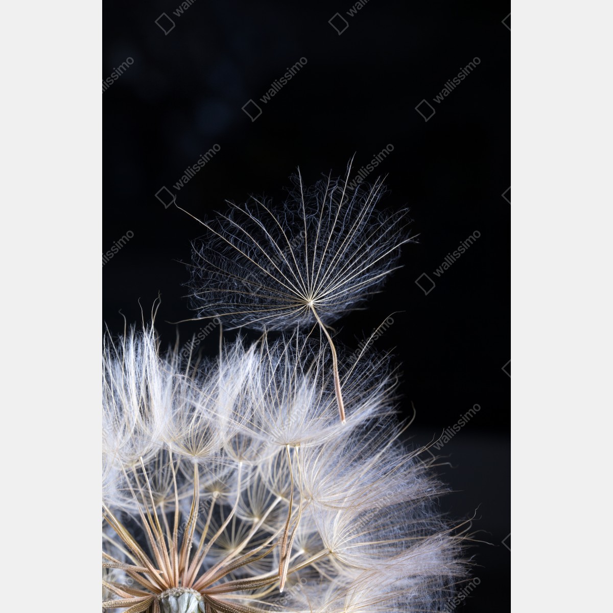 Leinwandbild zarter löwenzahnsamen auf schwarzem hintergrund – Wallnifity® Leinwandbild zarter löwenzahnsamen auf schwarzem hintergrund – Wallnifity®