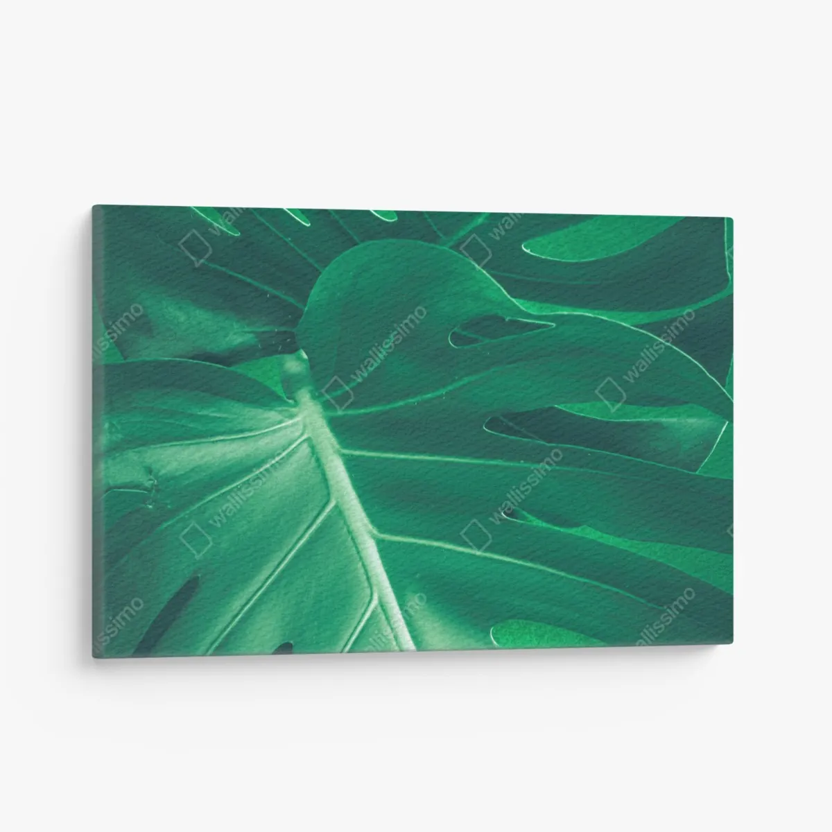 Leinwandbild prächtiges monstera-blatt nahaufnahme – Wallnifity® Leinwandbild prächtiges monstera-blatt nahaufnahme – Wallnifity®