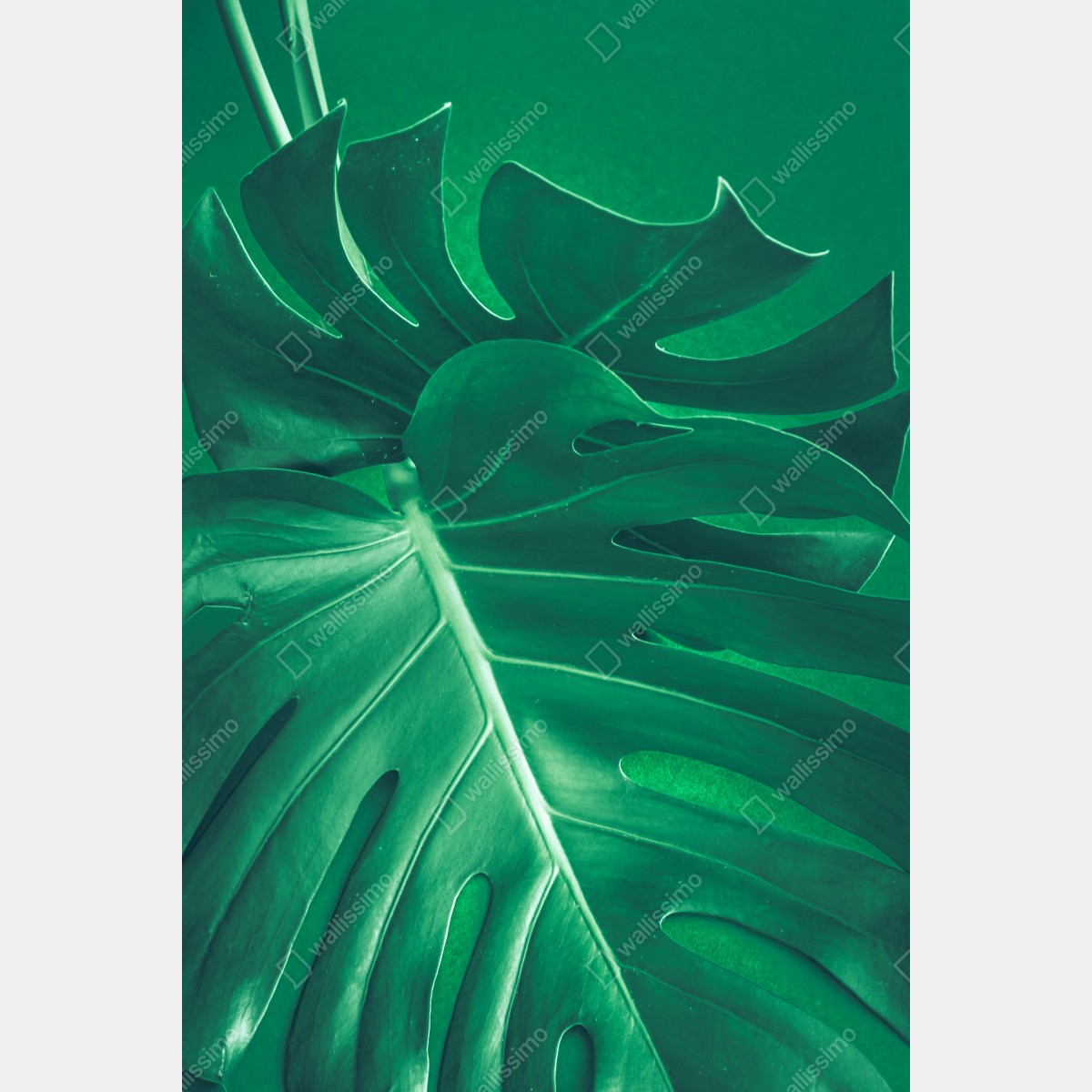 Leinwandbild prächtiges monstera-blatt nahaufnahme – Wallnifity® Leinwandbild prächtiges monstera-blatt nahaufnahme – Wallnifity®