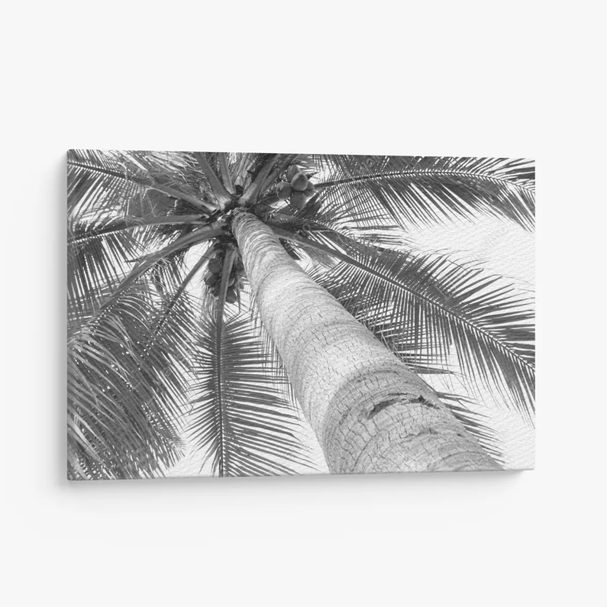 Leinwandbild monochrome palme aus der froschperspektive – Wallnifity® Leinwandbild monochrome palme aus der froschperspektive – Wallnifity®