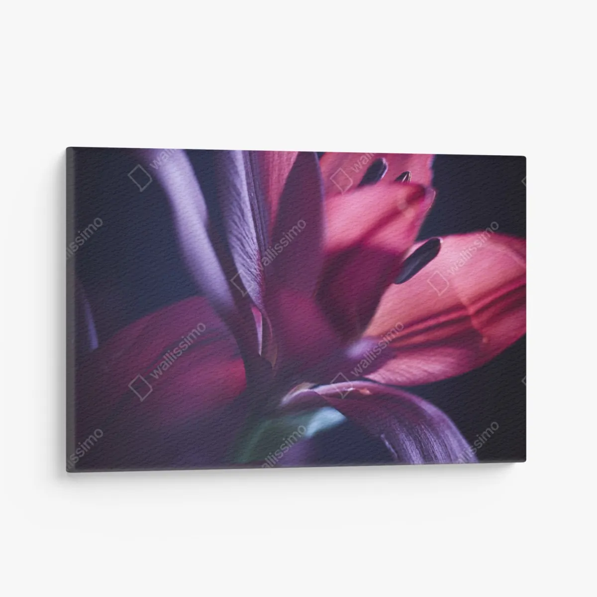 Leinwandbild rote lilie im halbdunkel – Wallnifity® Leinwandbild rote lilie im halbdunkel – Wallnifity®
