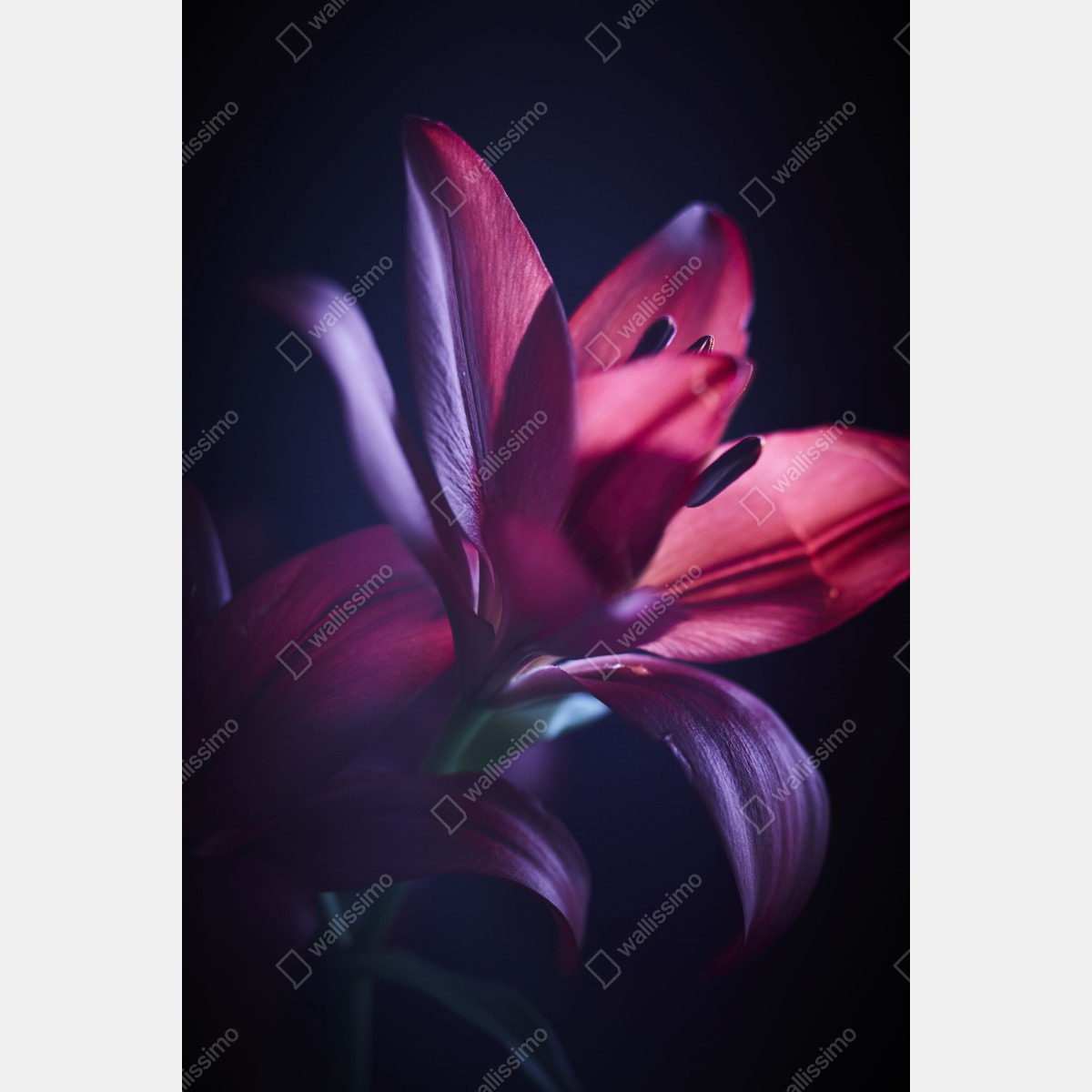 Leinwandbild rote lilie im halbdunkel – Wallnifity® Leinwandbild rote lilie im halbdunkel – Wallnifity®