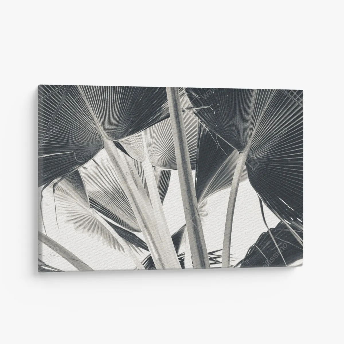 Leinwandbild tropische komposition von bananenblättern – Wallnifity® Leinwandbild tropische komposition von bananenblättern – Wallnifity®