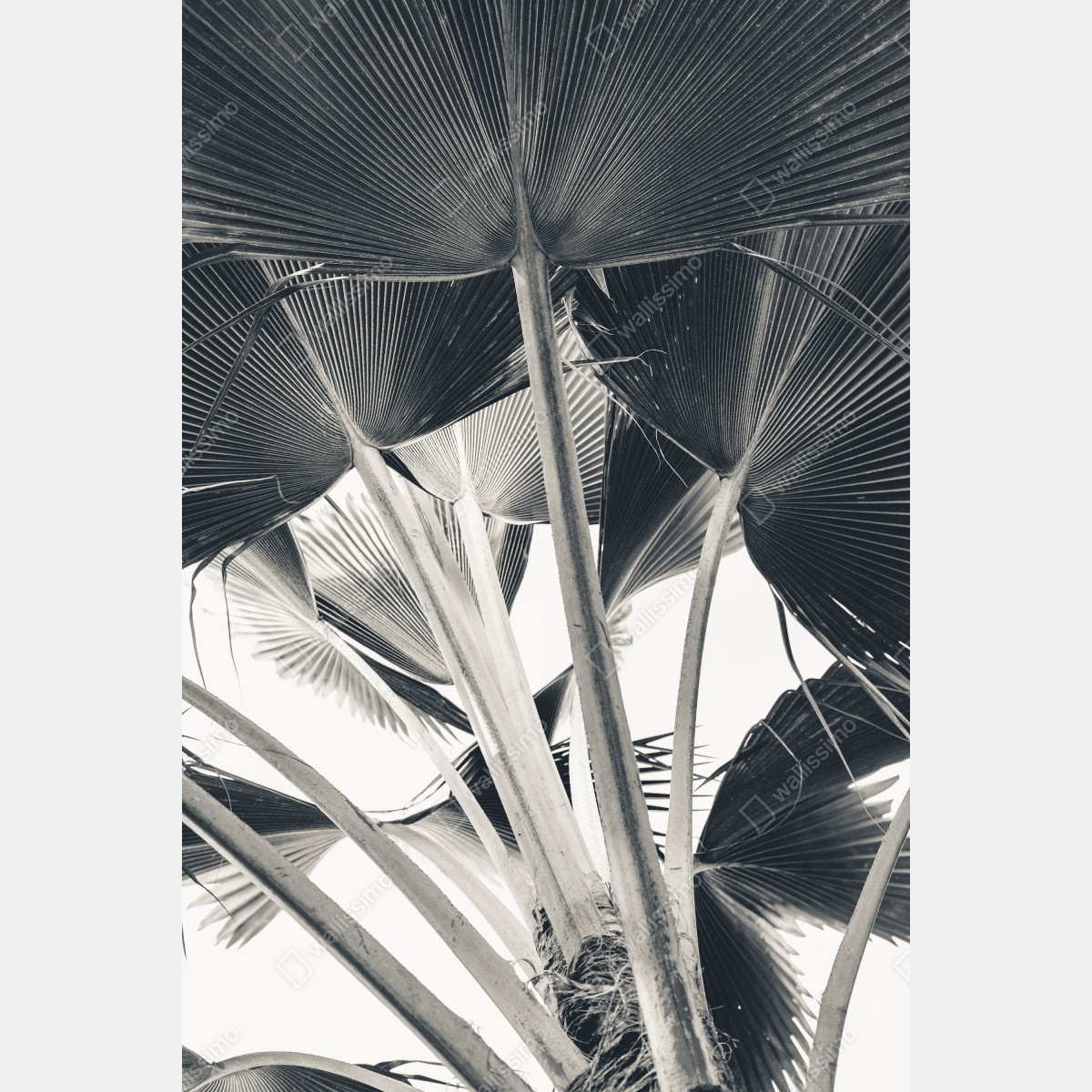Leinwandbild tropische komposition von bananenblättern – Wallnifity® Leinwandbild tropische komposition von bananenblättern – Wallnifity®