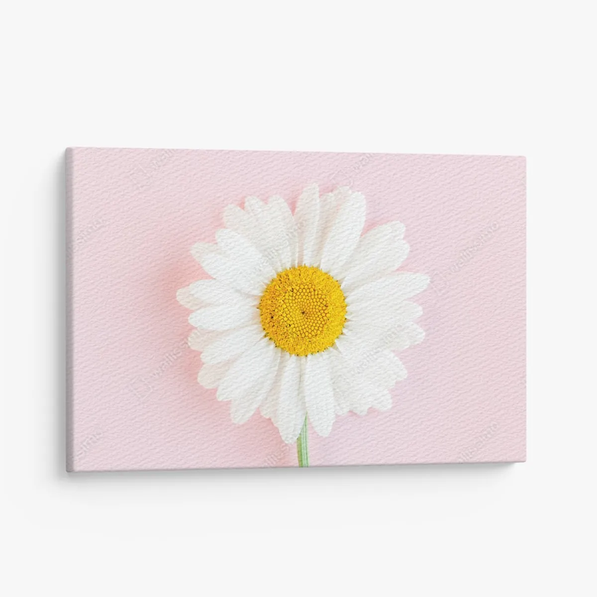 Leinwandbild weißes gänseblümchen auf pastellrosa hintergrund – Wallnifity® Leinwandbild weißes gänseblümchen auf pastellrosa hintergrund – Wallnifity®