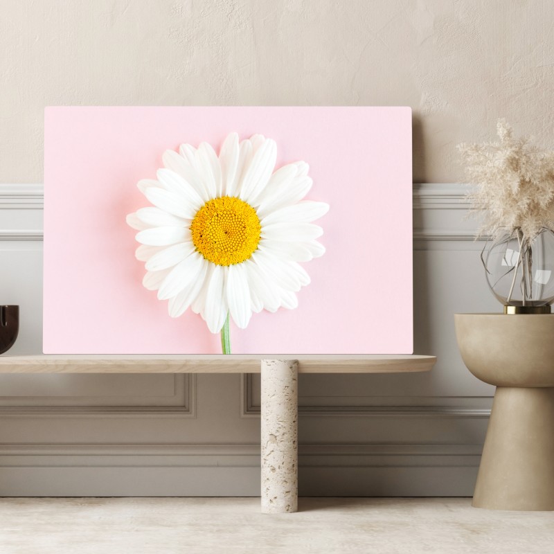 Leinwandbild weißes gänseblümchen auf pastellrosa hintergrund – Wallnifity® Leinwandbild weißes gänseblümchen auf pastellrosa hintergrund – Wallnifity®