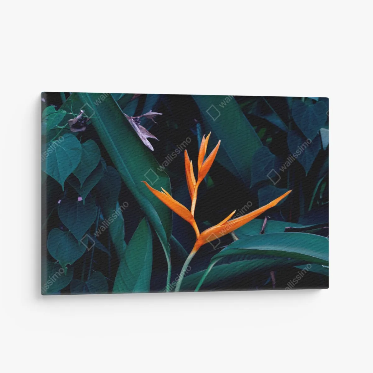 Leinwandbild leuchtende strelitzie vor tiefgrünen blättern – Wallnifity® Leinwandbild leuchtende strelitzie vor tiefgrünen blättern – Wallnifity®
