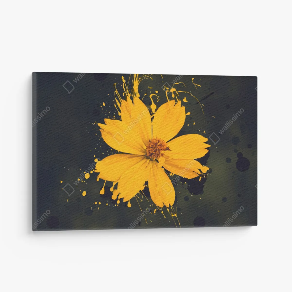 Leinwandbild leuchtende gelbe blüte auf dunklem hintergrund – Wallnifity® Leinwandbild leuchtende gelbe blüte auf dunklem hintergrund – Wallnifity®