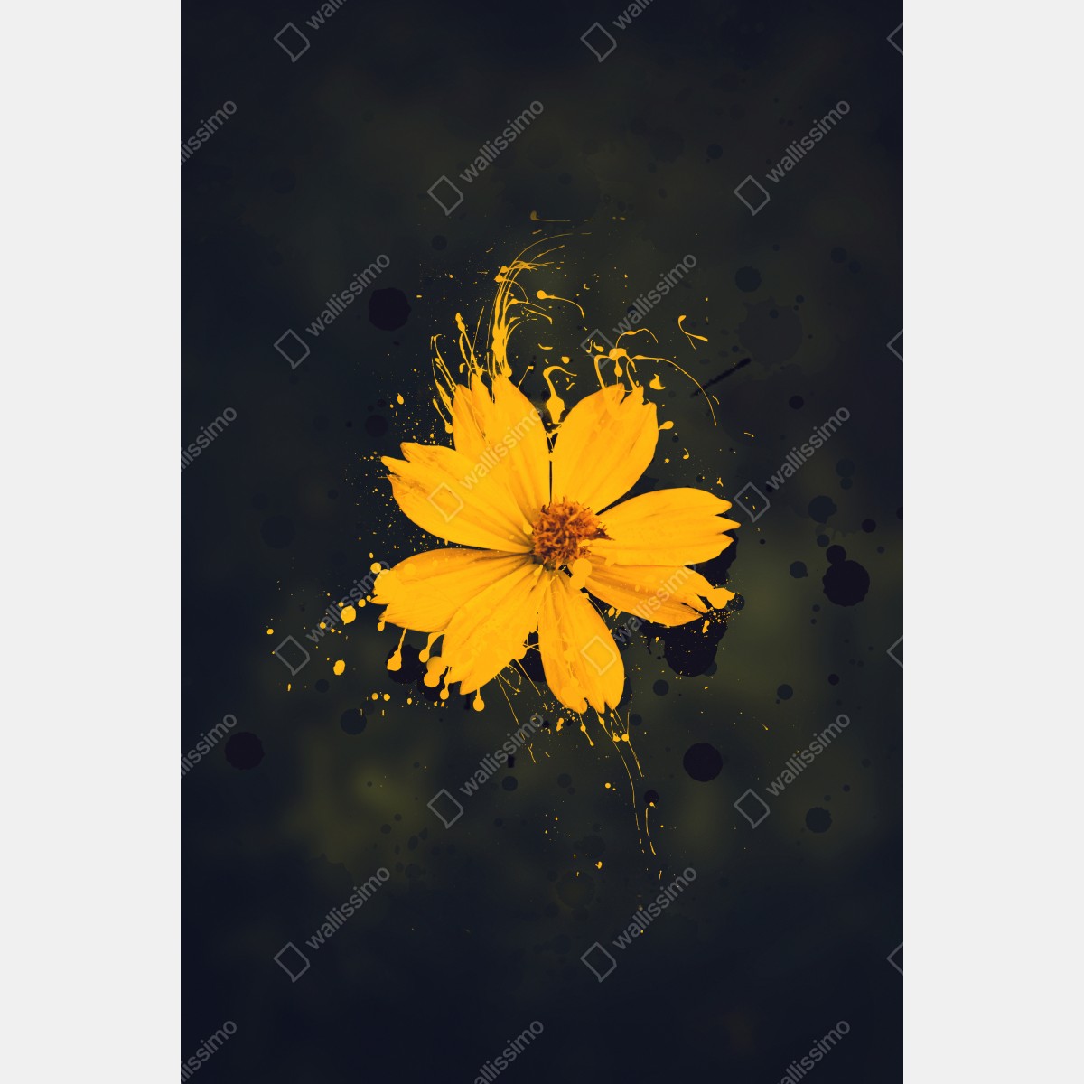 Leinwandbild leuchtende gelbe blüte auf dunklem hintergrund – Wallnifity® Leinwandbild leuchtende gelbe blüte auf dunklem hintergrund – Wallnifity®