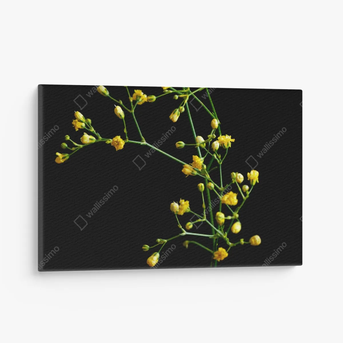 Leinwandbild zartes gelbes schleierkraut auf schwarzem hintergrund – Wallnifity® Leinwandbild zartes gelbes schleierkraut auf schwarzem hintergrund – Wallnifity®