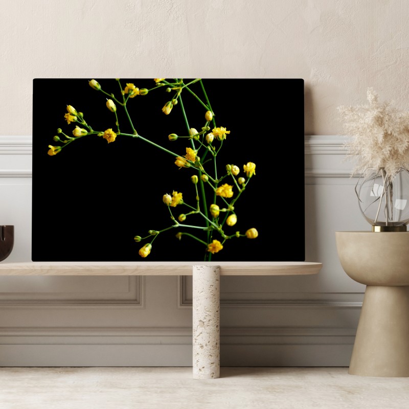 Leinwandbild zartes gelbes schleierkraut auf schwarzem hintergrund – Wallnifity® Leinwandbild zartes gelbes schleierkraut auf schwarzem hintergrund – Wallnifity®