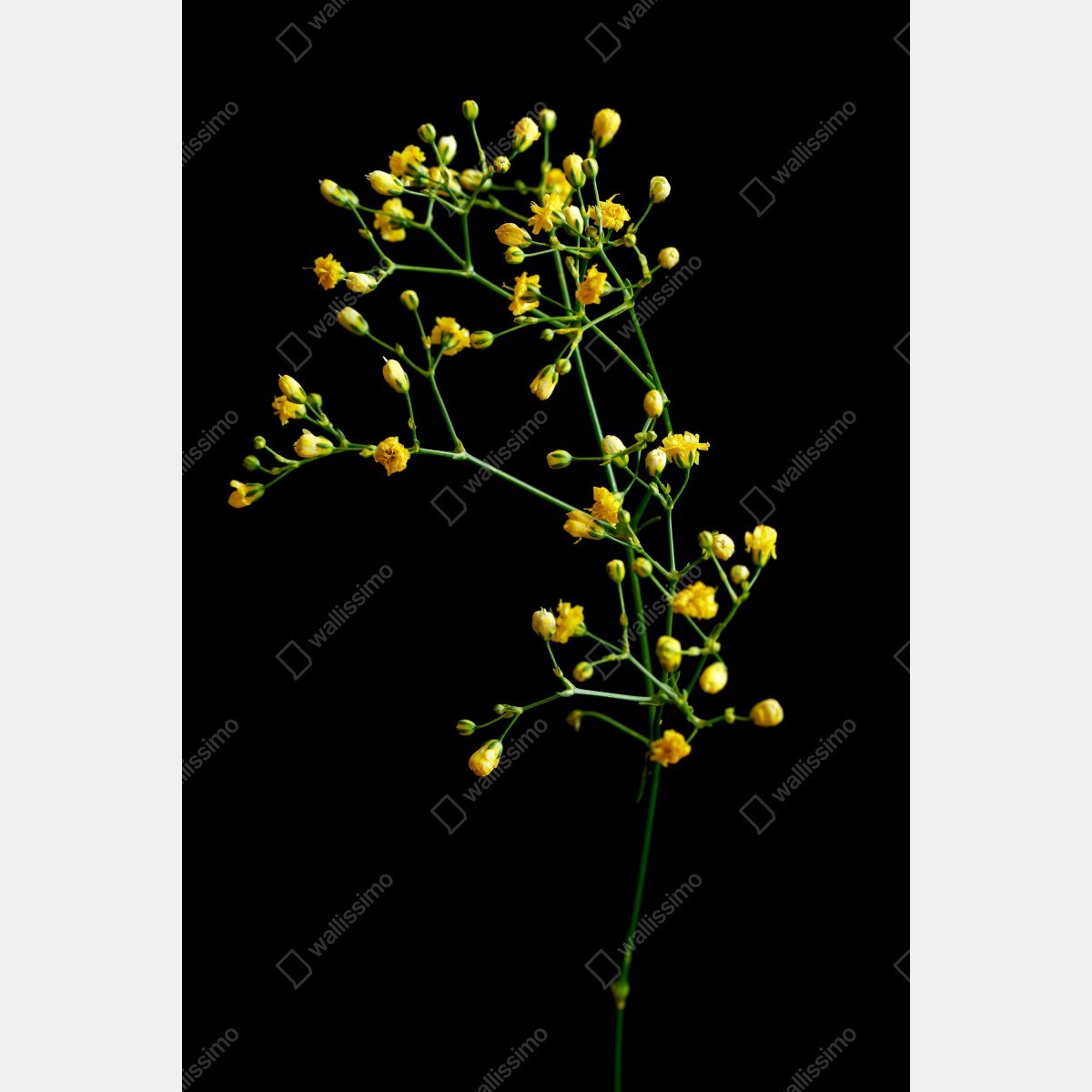 Leinwandbild zartes gelbes schleierkraut auf schwarzem hintergrund – Wallnifity® Leinwandbild zartes gelbes schleierkraut auf schwarzem hintergrund – Wallnifity®