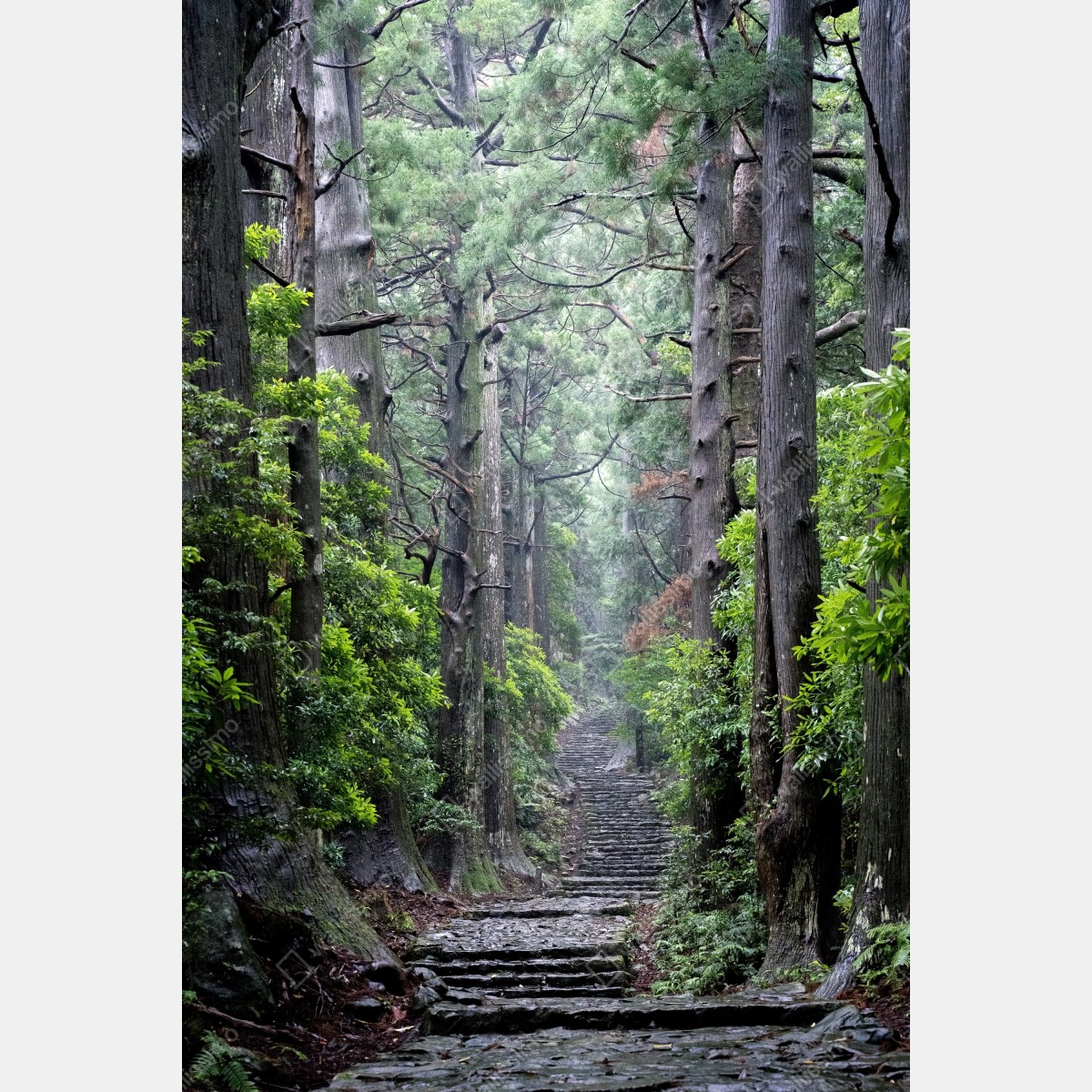 Leinwandbild mystischer waldweg zwischen alten bäumen – Wallnifity® Leinwandbild mystischer waldweg zwischen alten bäumen – Wallnifity®