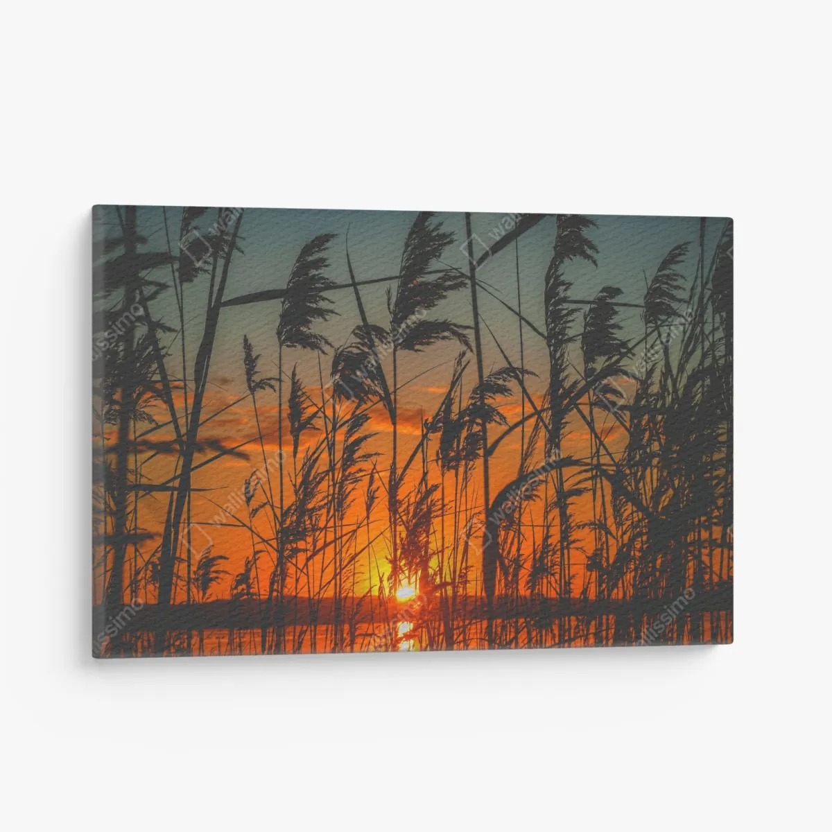 Leinwandbild sonnenuntergang am see mit schilf-silhouette – Wallnifity® Leinwandbild sonnenuntergang am see mit schilf-silhouette – Wallnifity®