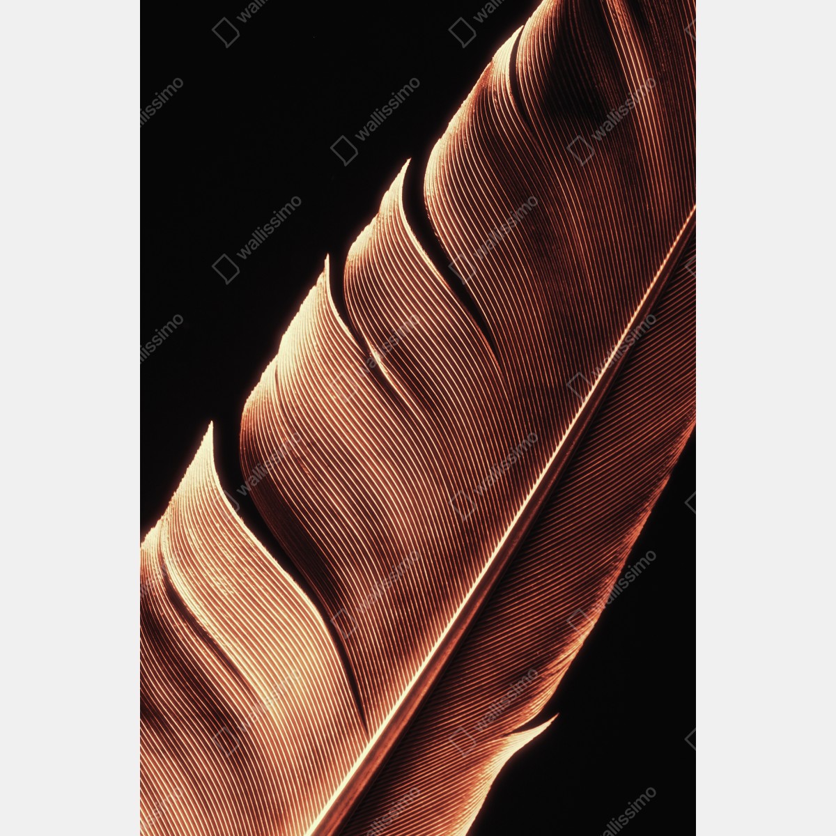 Leinwandbild goldene feder makro vor schwarzem hintergrund – Wallnifity® Leinwandbild goldene feder makro vor schwarzem hintergrund – Wallnifity®