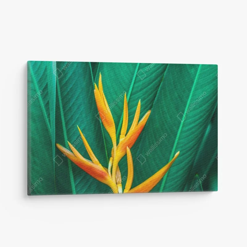 Leinwandbild weiße gerbera auf schwarzem hintergrund minimalistische nahaufnahme – Wallnifity®