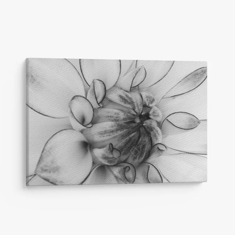 Leinwandbild zarte freesie in monochrom – Wallnifity®