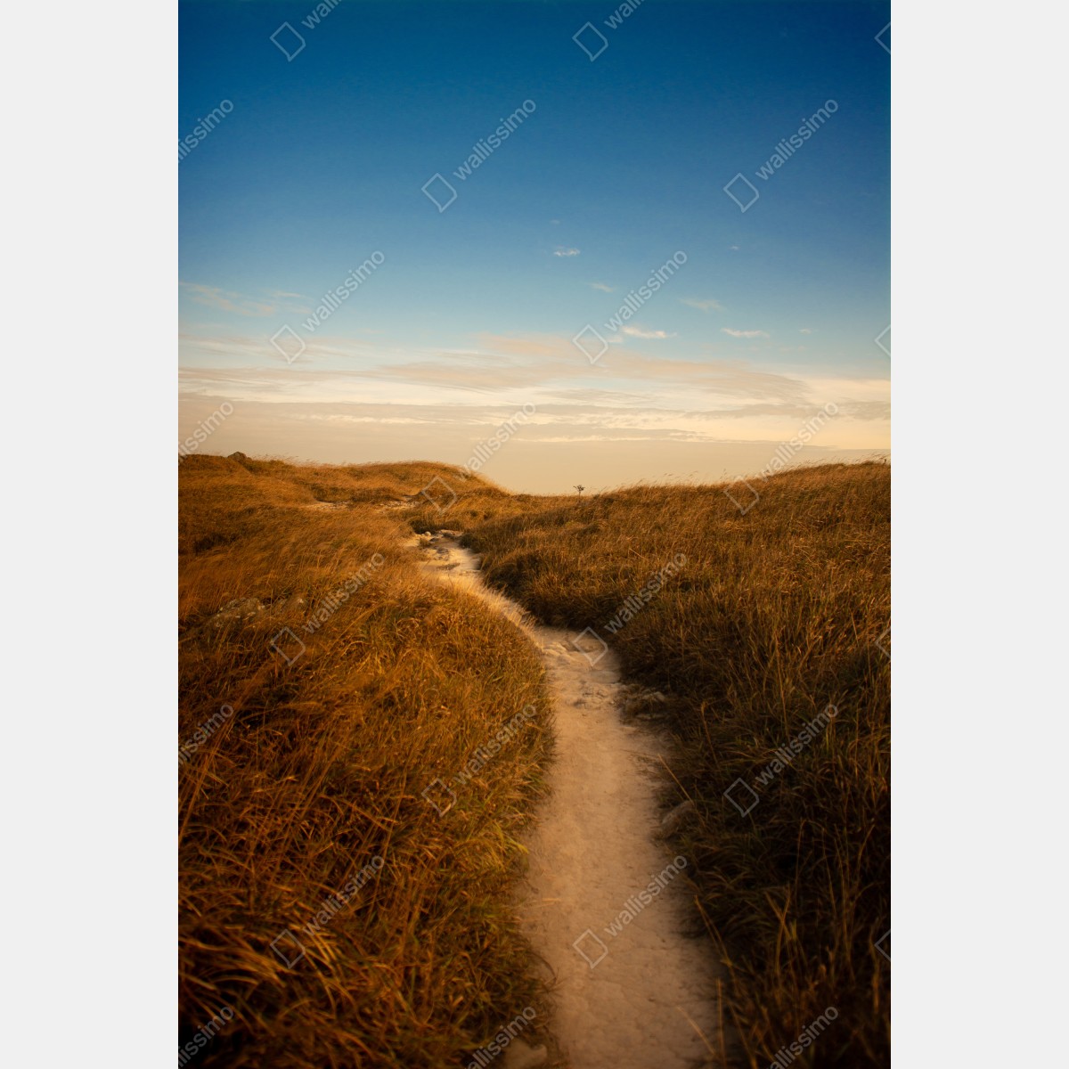 Leinwandbild sonnenbeschienener weg durch die dünen – Wallnifity® Leinwandbild sonnenbeschienener weg durch die dünen – Wallnifity®
