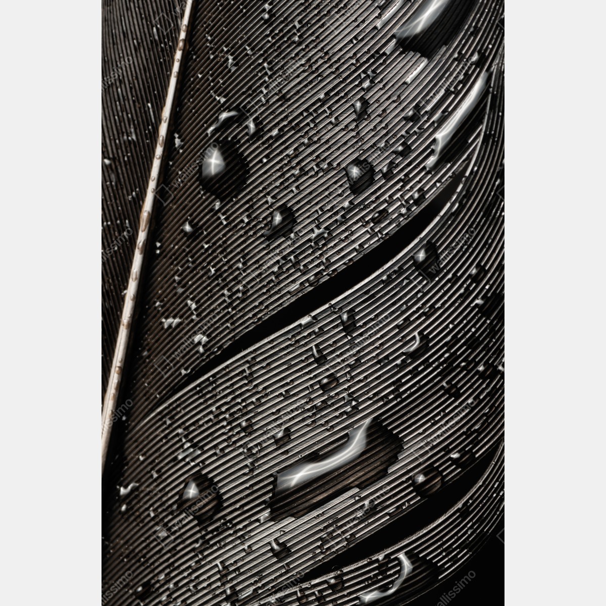 Leinwandbild monochrome feder mit wassertropfen – Wallnifity® Leinwandbild monochrome feder mit wassertropfen – Wallnifity®