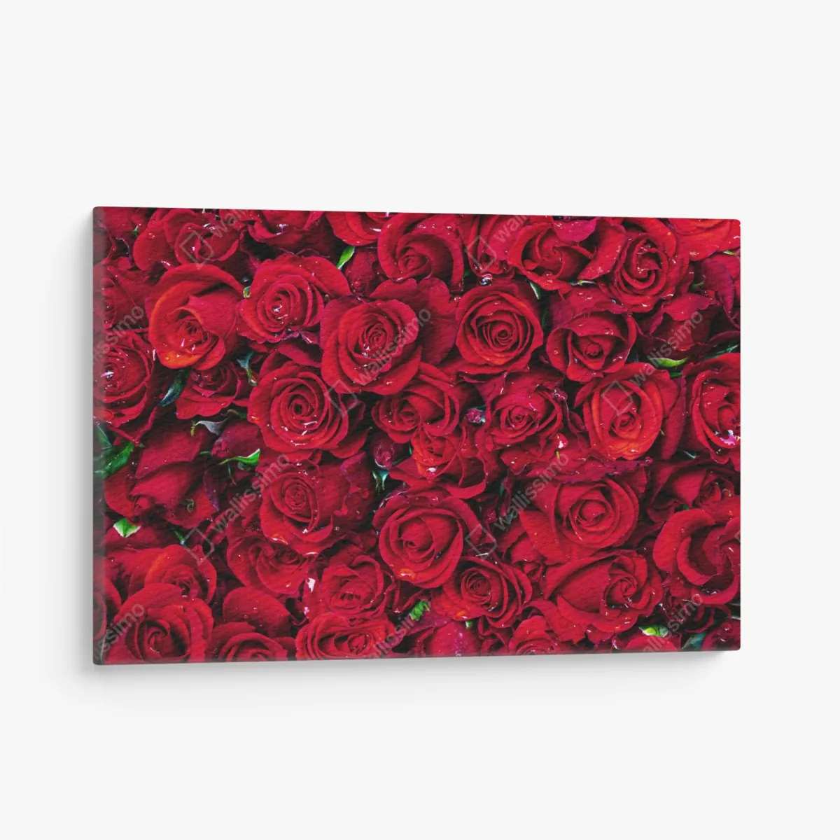 Leinwandbild dichte wand aus roten rosen – Wallnifity® Leinwandbild dichte wand aus roten rosen – Wallnifity®