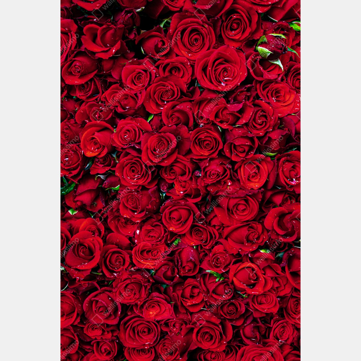 Leinwandbild dichte wand aus roten rosen – Wallnifity® Leinwandbild dichte wand aus roten rosen – Wallnifity®