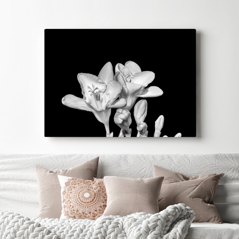 Leinwandbild zarte freesie in monochrom – Wallnifity® Leinwandbild zarte freesie in monochrom – Wallnifity®