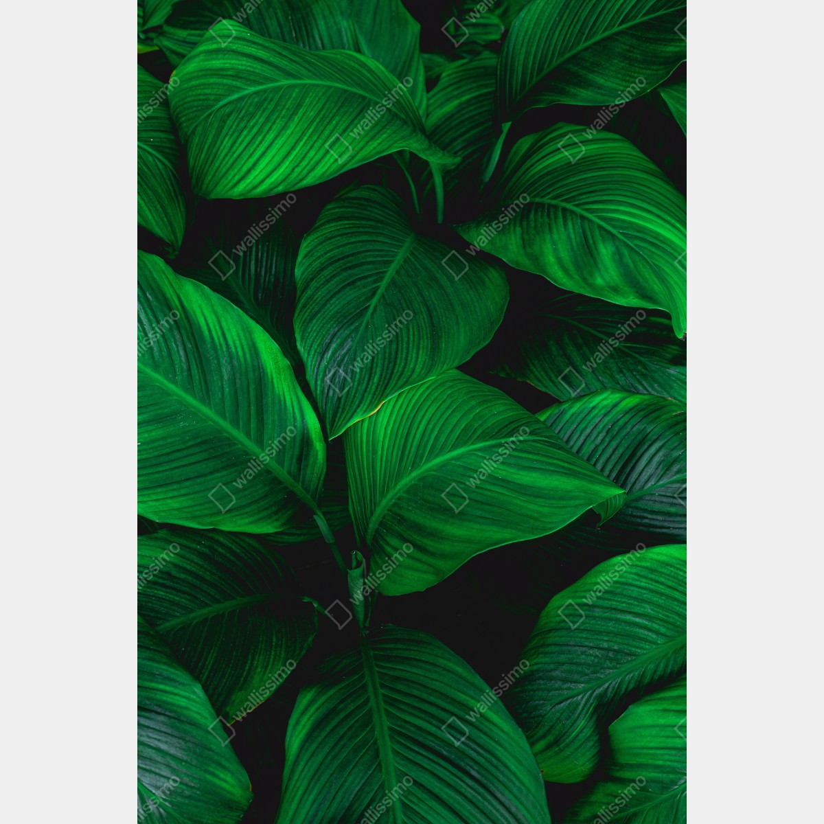 Leinwandbild üppige tropische blätter – Wallnifity® Leinwandbild üppige tropische blätter – Wallnifity®