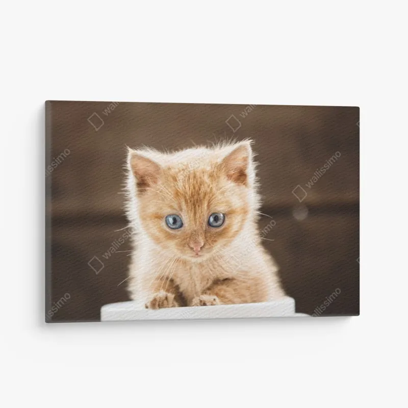 Leinwandbild sanfte blaue abstrakte blume nahaufnahme – Wallnifity®